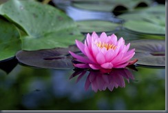 1200-187014300-pink-lotus-flower